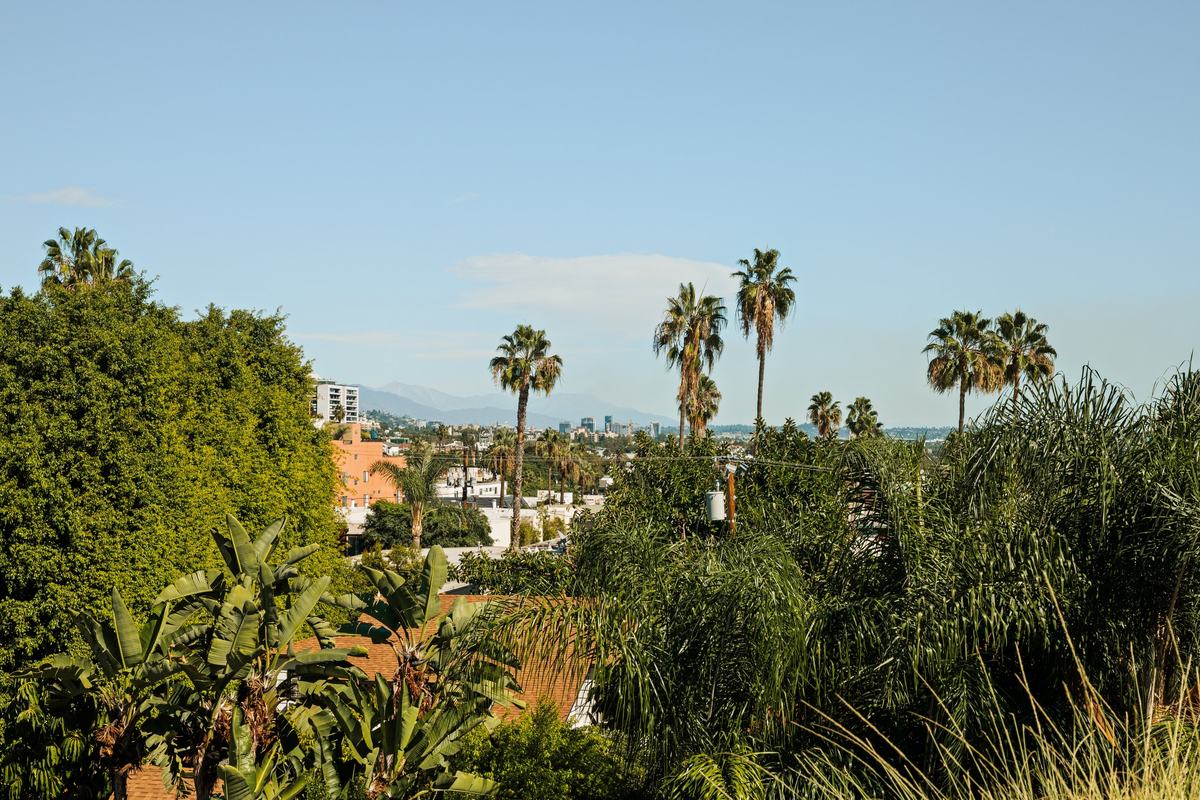 929 Hilldale Avenue, West Hollywood, CA 90069: View over palms and hills